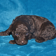 Labradoodle Puppy Parker