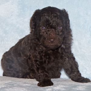 Labradoodle Puppy Parker