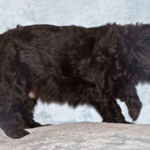 Labradoodle Puppy Parker