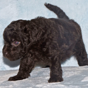 Labradoodle Puppy Parker