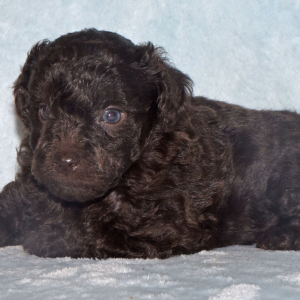 Labradoodle Puppy Parker
