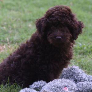 Labradoodle Puppy Parker