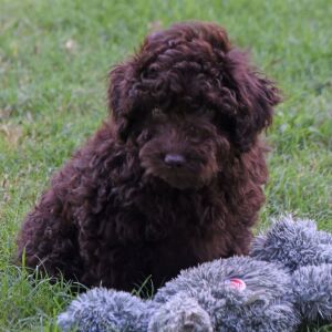 Labradoodle Puppy Parker
