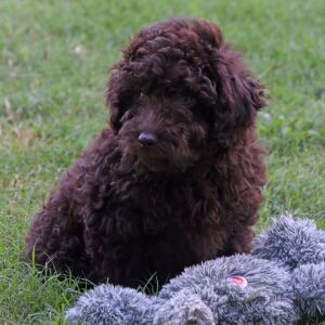 Labradoodle Puppy Parker