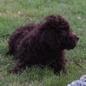 Labradoodle Puppy Parker