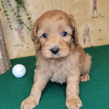 Cockapoo Puppy Spencer