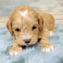 Cockapoo Puppy Thomas