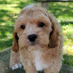 Cockapoo Puppy Thomas