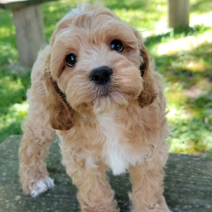 Cockapoo Puppy Thomas
