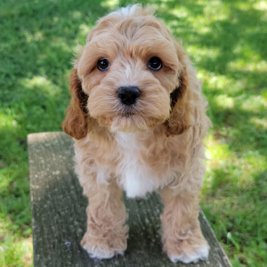 Cockapoo Puppy Thomas