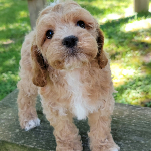 Cockapoo Puppy Thomas