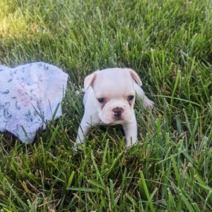 French Bulldog Puppy Jackie