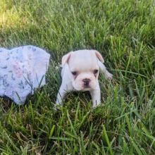 French Bulldog Puppy Jackie