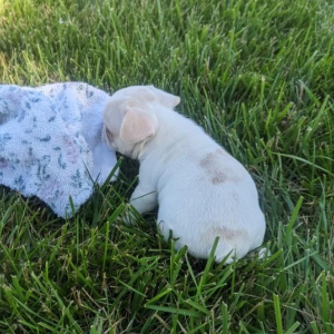 French Bulldog Puppy Jackie