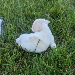French Bulldog Puppy Jackie