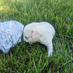 French Bulldog Puppy Jackie