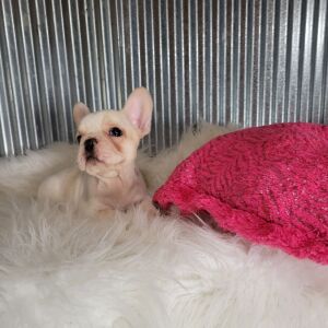 French Bulldog Puppy Jackie