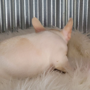 French Bulldog Puppy Jackie