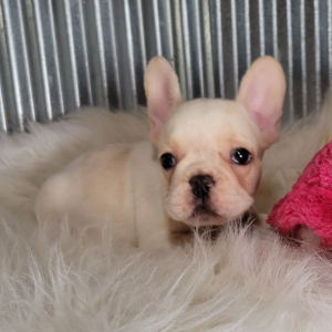 French Bulldog Puppy Jackie