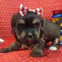 Havanese Puppy Luna