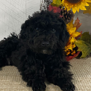 Havapoo Puppy Addison