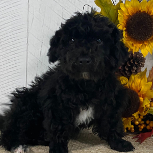 Havapoo Puppy Addison