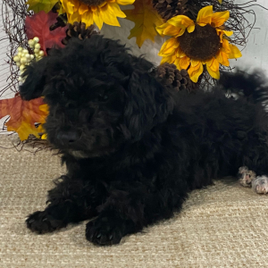 Havapoo Puppy Addison
