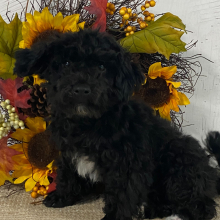 Havapoo Puppy Addison