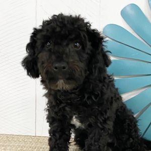 Havapoo Puppy Addison