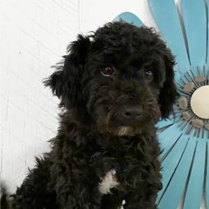 Havapoo Puppy Addison