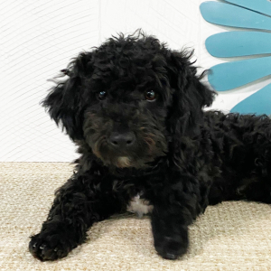 Havapoo Puppy Addison