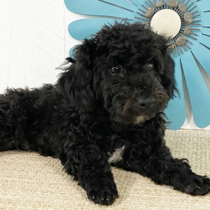 Havapoo Puppy Addison
