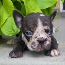 French Bulldog Puppy Allison