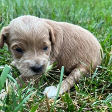 Labradoodle Puppy Timmy