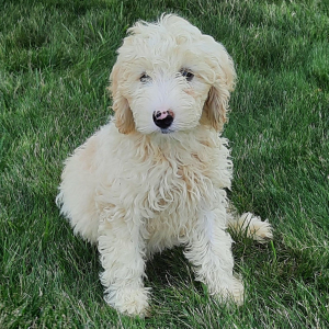 Sheepadoodle Puppy Patsy