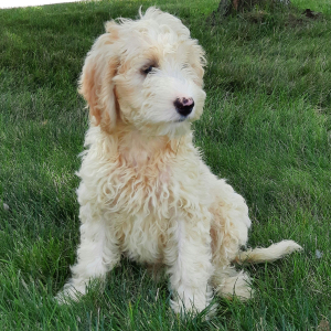 Sheepadoodle Puppy Patsy