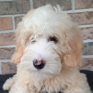 Sheepadoodle Puppy Patsy