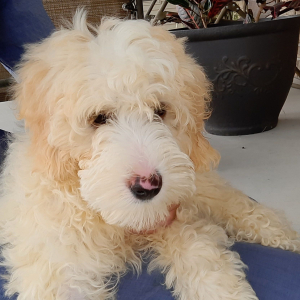 Sheepadoodle Puppy Patsy