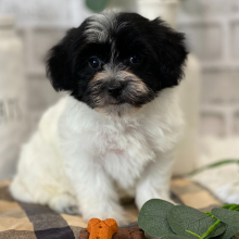 Havanese Puppy Brently