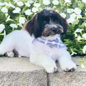 Havanese Puppy Brently