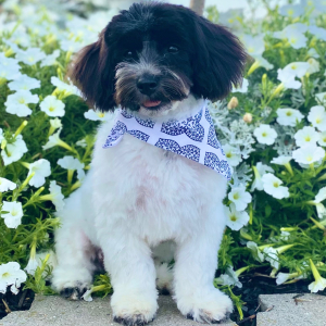 Havanese Puppy Brently