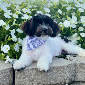 Havanese Puppy Brently