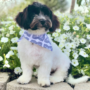 Havanese Puppy Brently