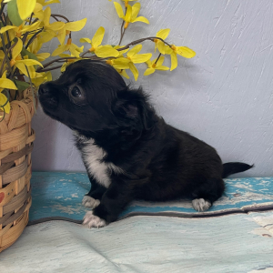 Chihuahua Puppy Summer