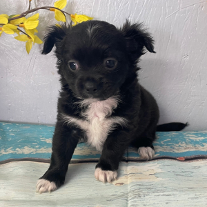 Chihuahua Puppy Summer