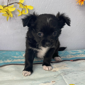 Chihuahua Puppy Summer
