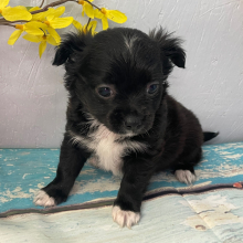 Chihuahua Puppy Summer