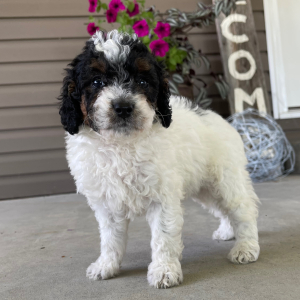 Goldendoodle Puppy Ivy