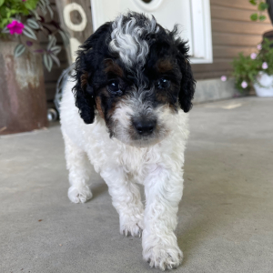 Goldendoodle Puppy Ivy
