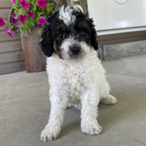 Goldendoodle Puppy Ivy